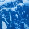 Frozen - Cyanotype on cotton, Unique, 30x30 cm